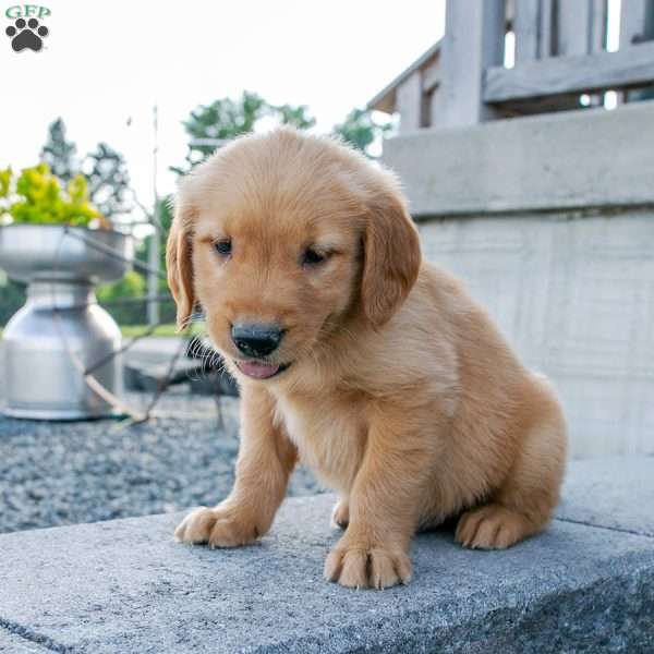 Teddy, Golden Retriever Puppy